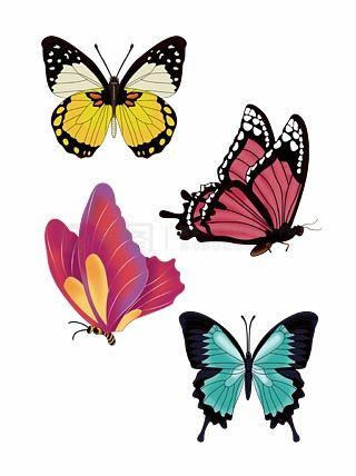 关于蝴蝶的资料